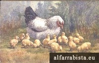 Postal Antigo - M�e Galinha